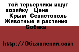 той-терьерчики ищут хозяйку › Цена ­ 10 000 - Крым, Севастополь Животные и растения » Собаки   